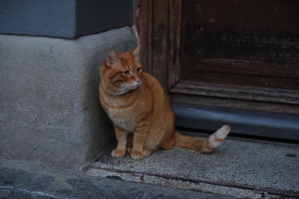Miau!