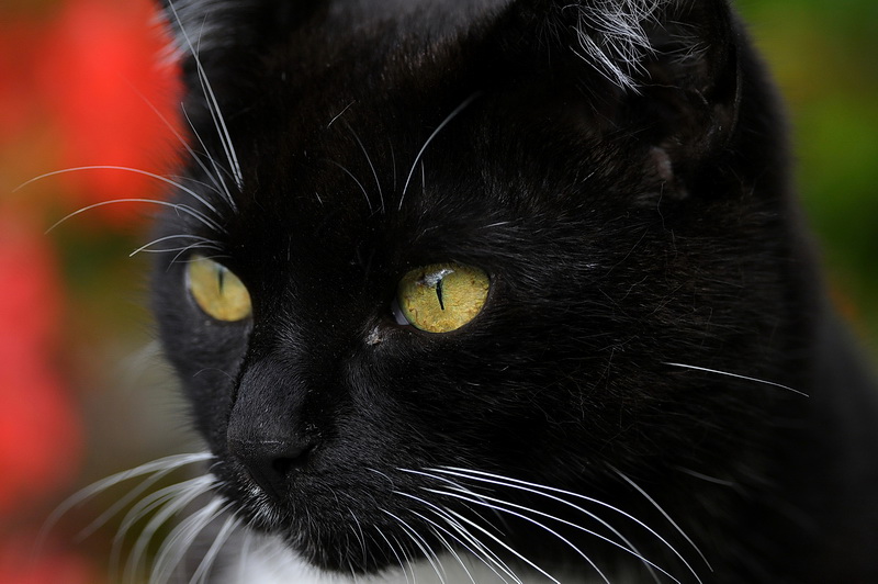 Miau