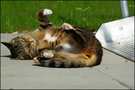 Mickey - Sonne ist toll