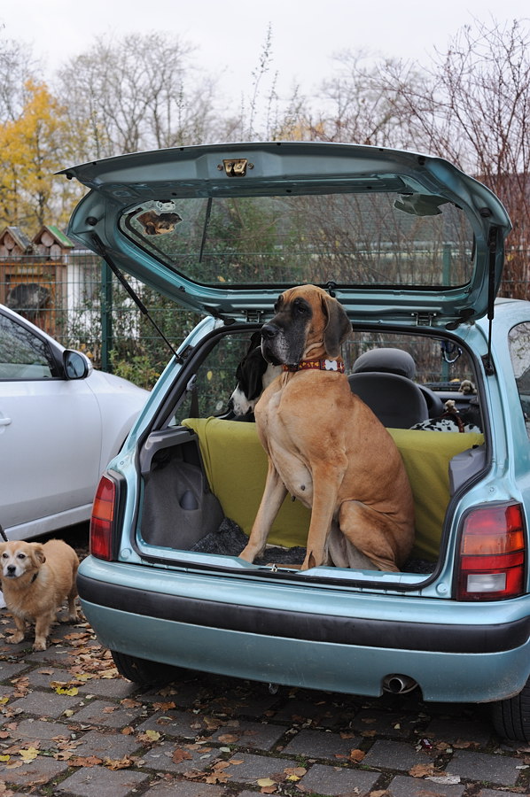 Micra - ein Doggentransporter