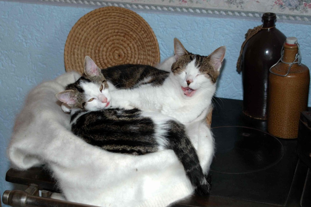 Miez und Mauz