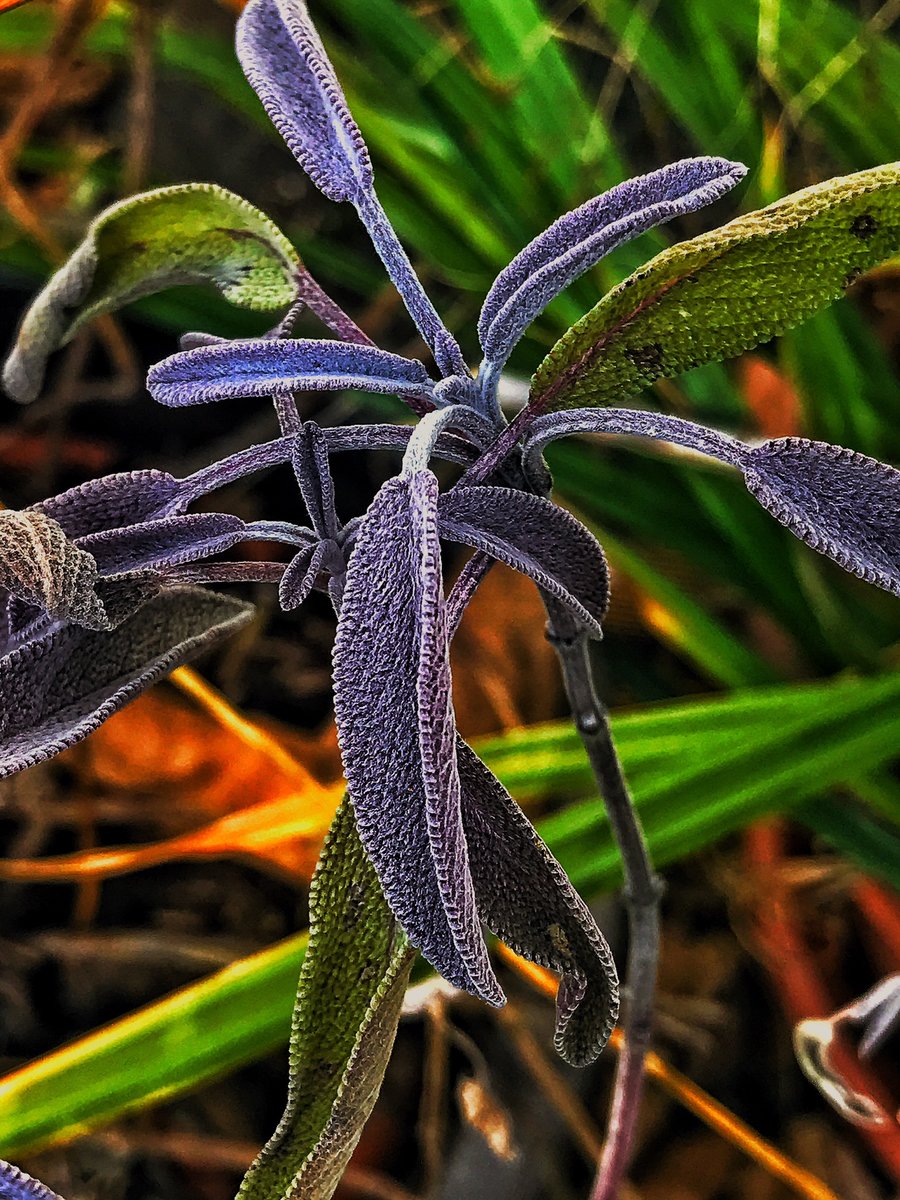 Mikrokosmos