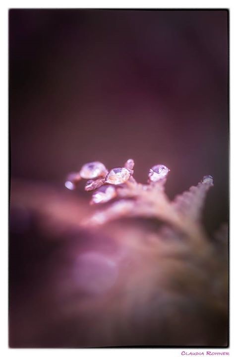 Mikrokosmos