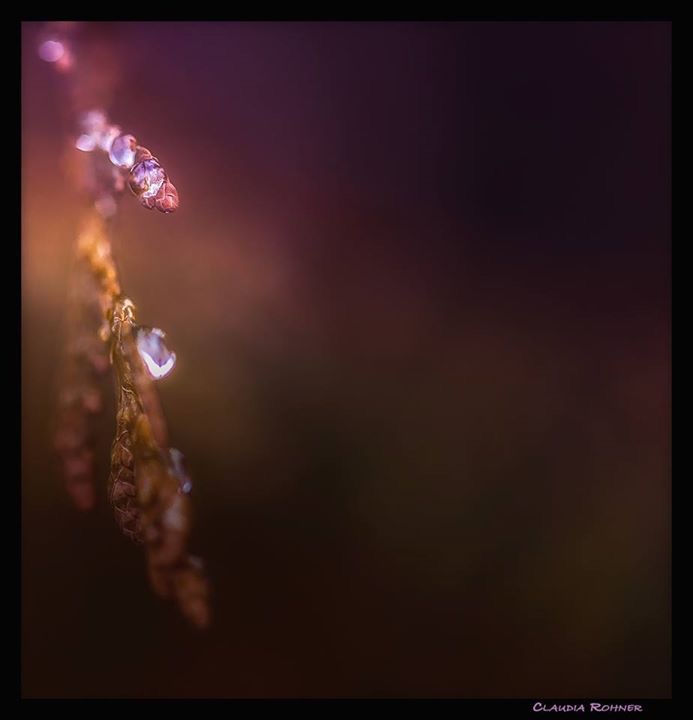 Mikrokosmos