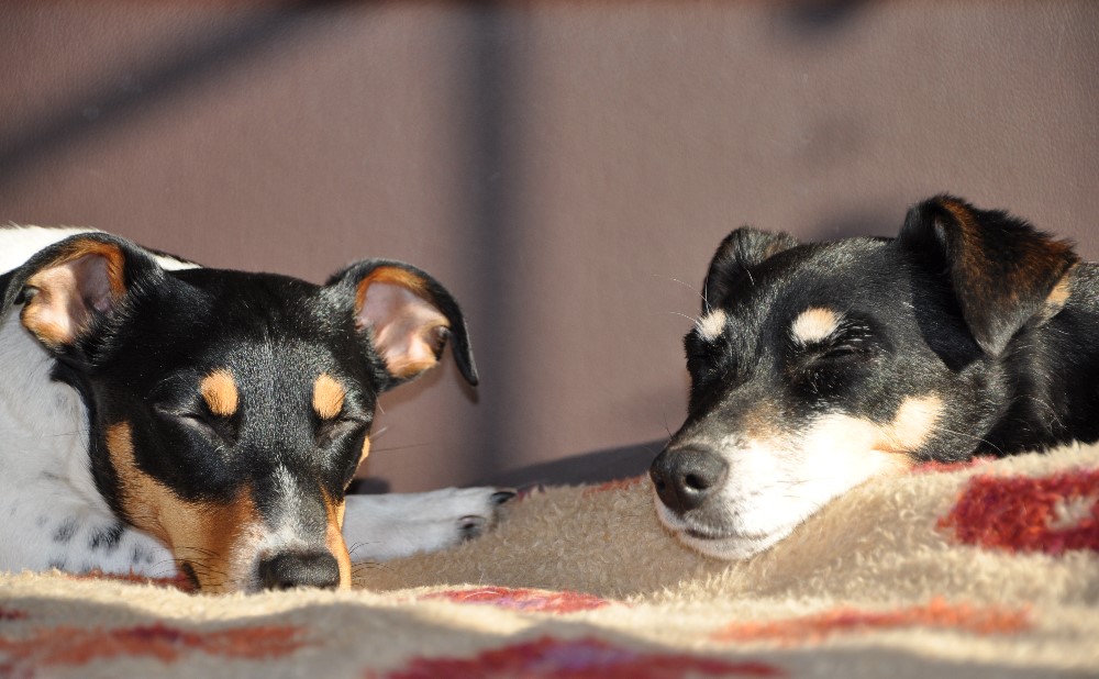 Mila 2 Jahre und Motte 16 Jahre