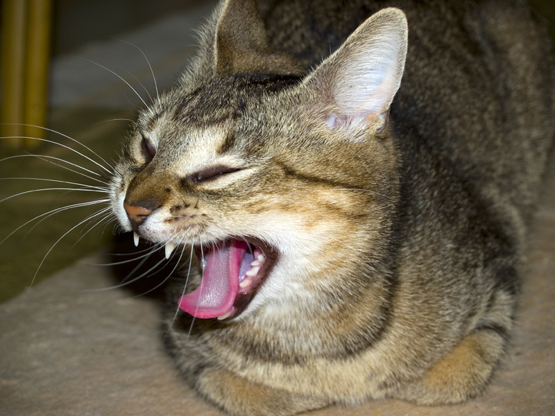 Mimi