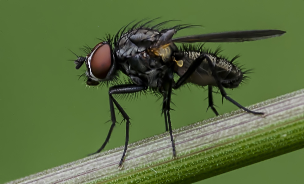 Mini Fliege rauschen gefiltert