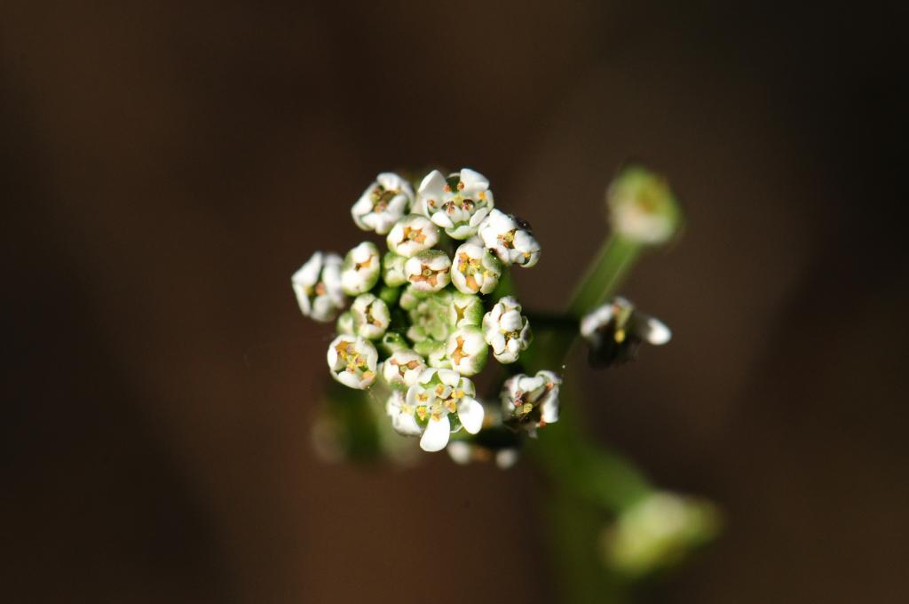 Miniblüten Freihand