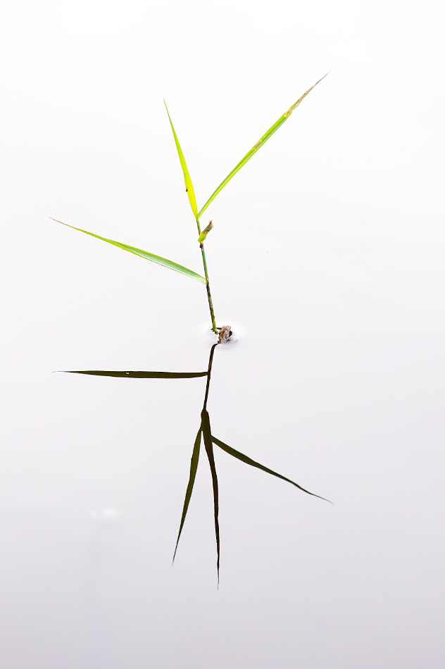 Minimalistisches Schilfgras.jpg