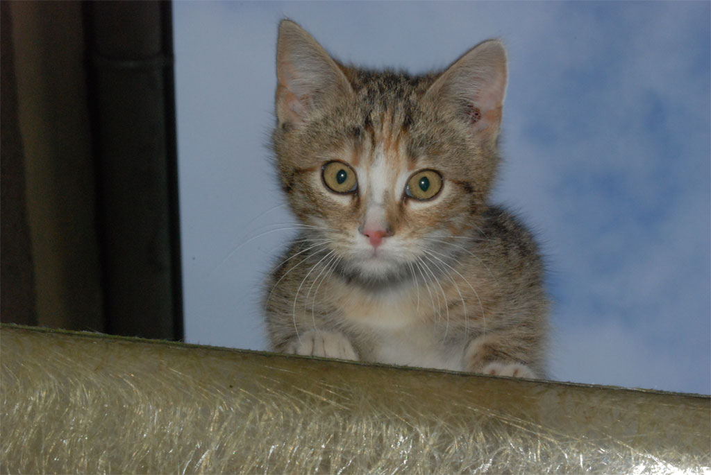 Miss Elli