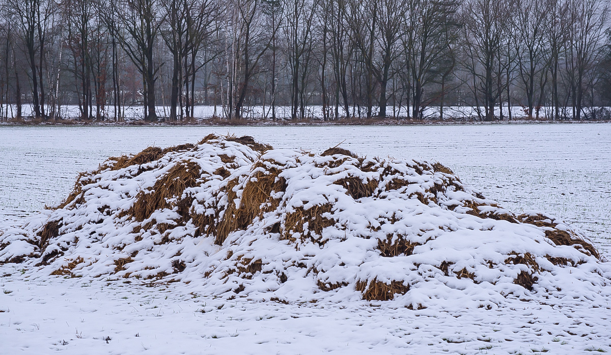 Misthaufen im Winter (1 von 1).JPG