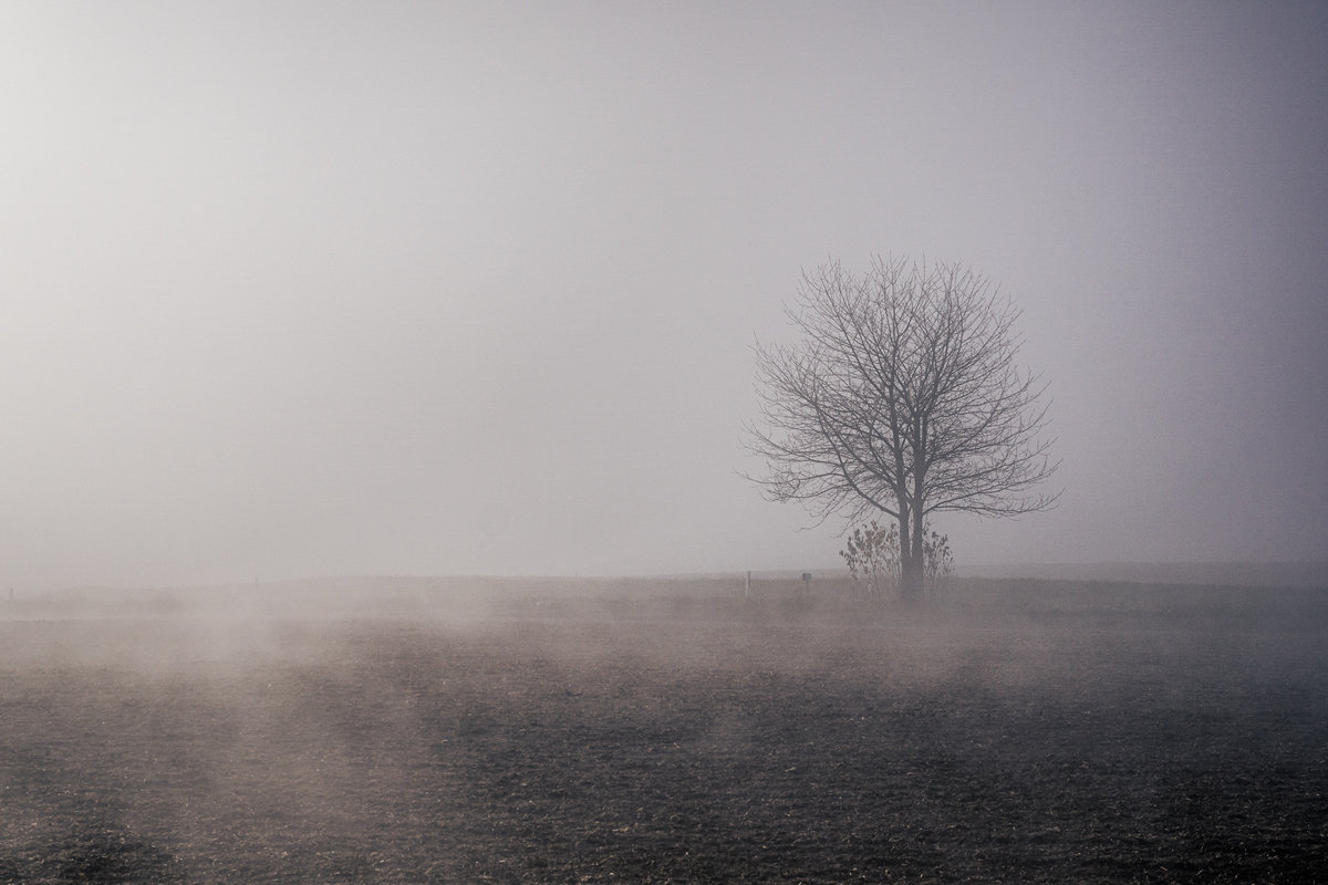 Misty Tree.jpg