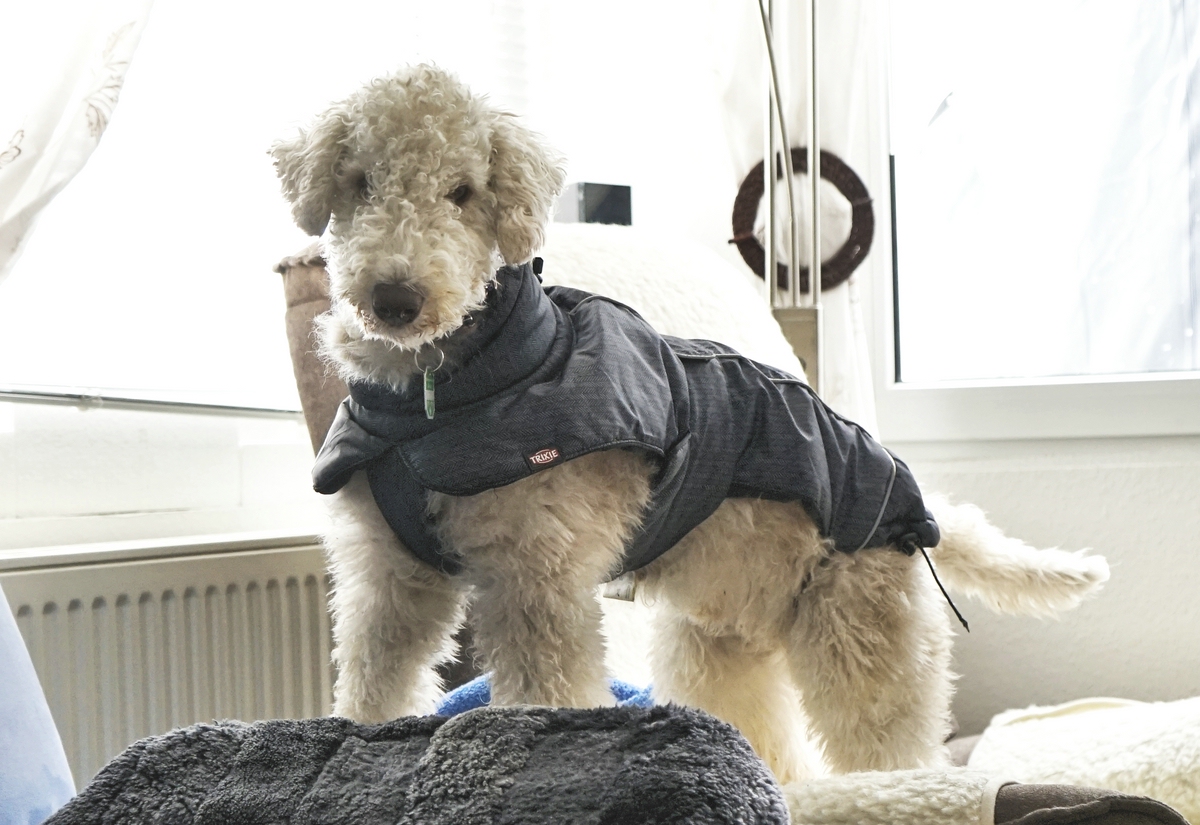Mit Frauchen raus gehen egal wie das Wetter ist macht Spaß
