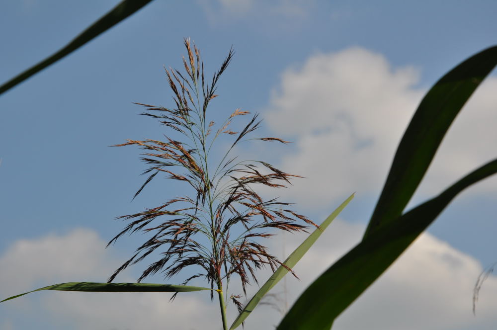 mit Nikon D5000