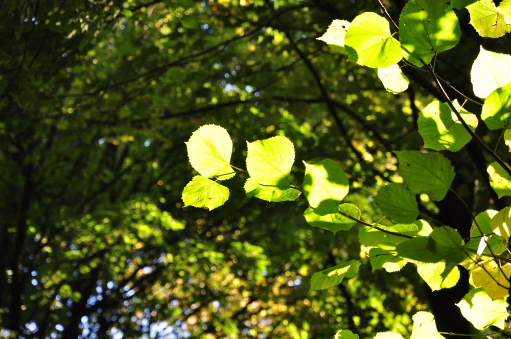 mit Nikon D5000