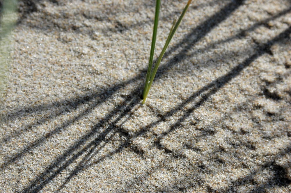 mit Nikon D70S
