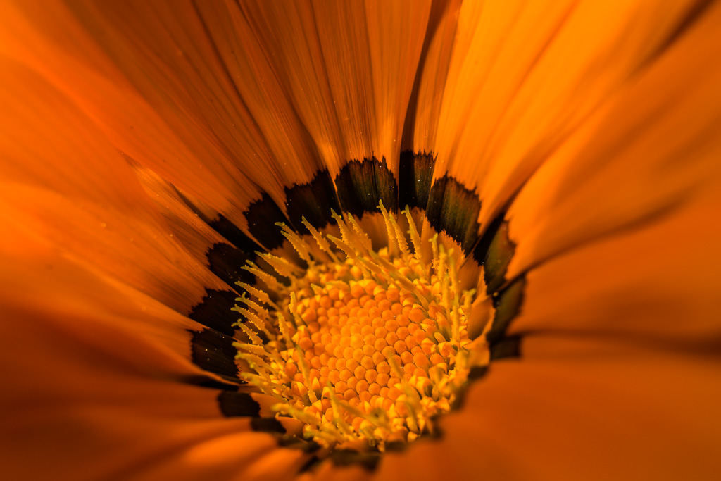 Mittagsblume 1