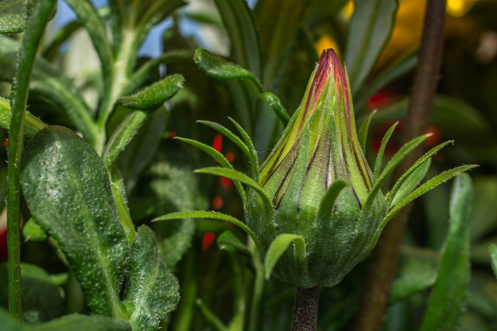 Mittagsblume 4