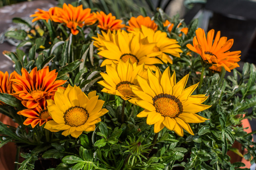 Mittagsblumen
