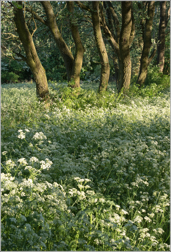 Mittagssonne