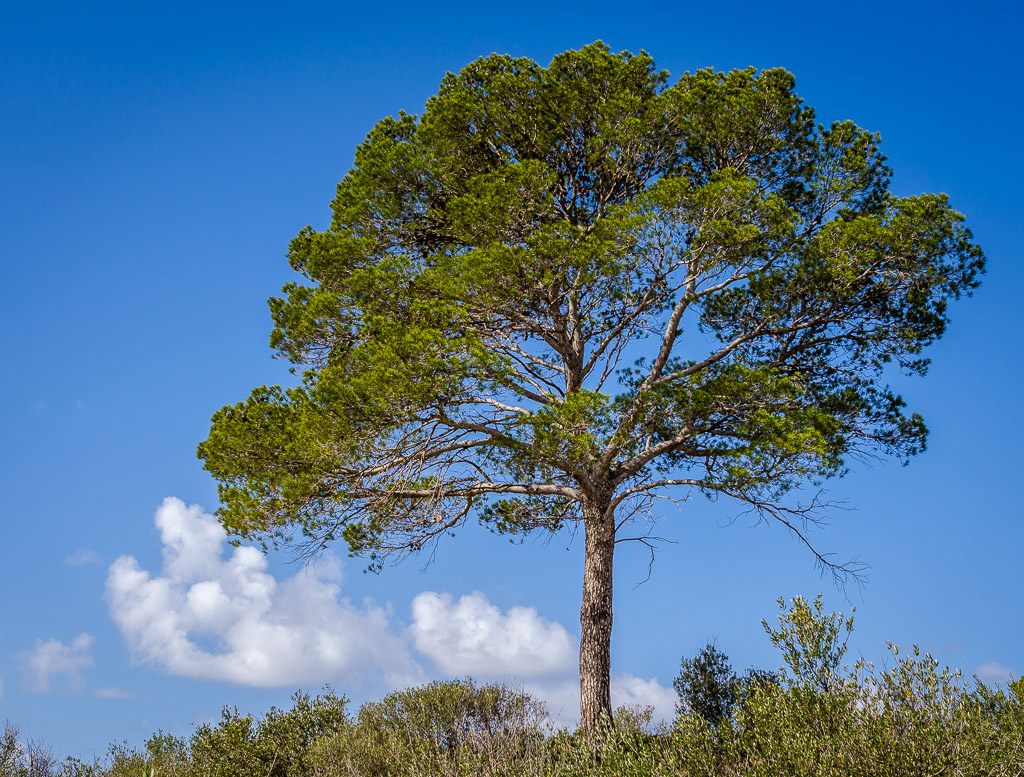 Mittelmeerkiefer Mallorca