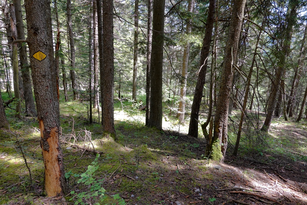 Mitten im Wald