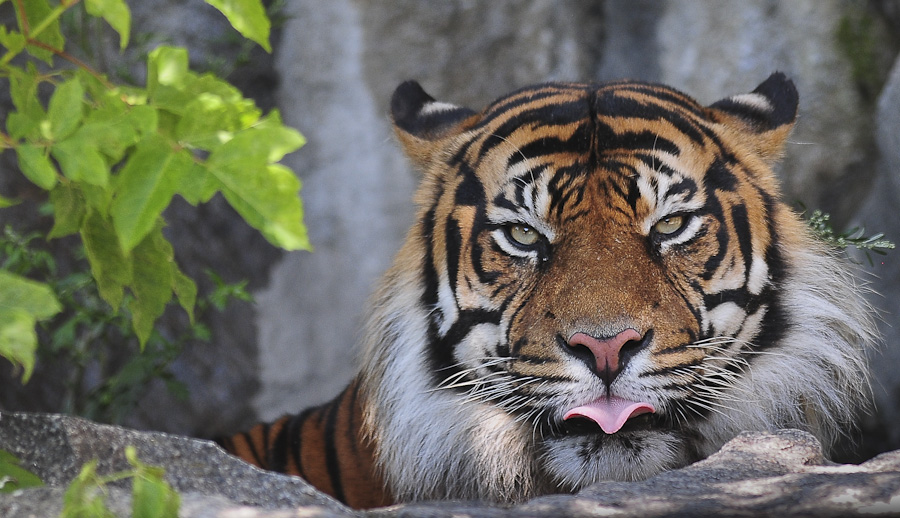 Mizekatze 02. August 2011 (Tierpark Berlin)
