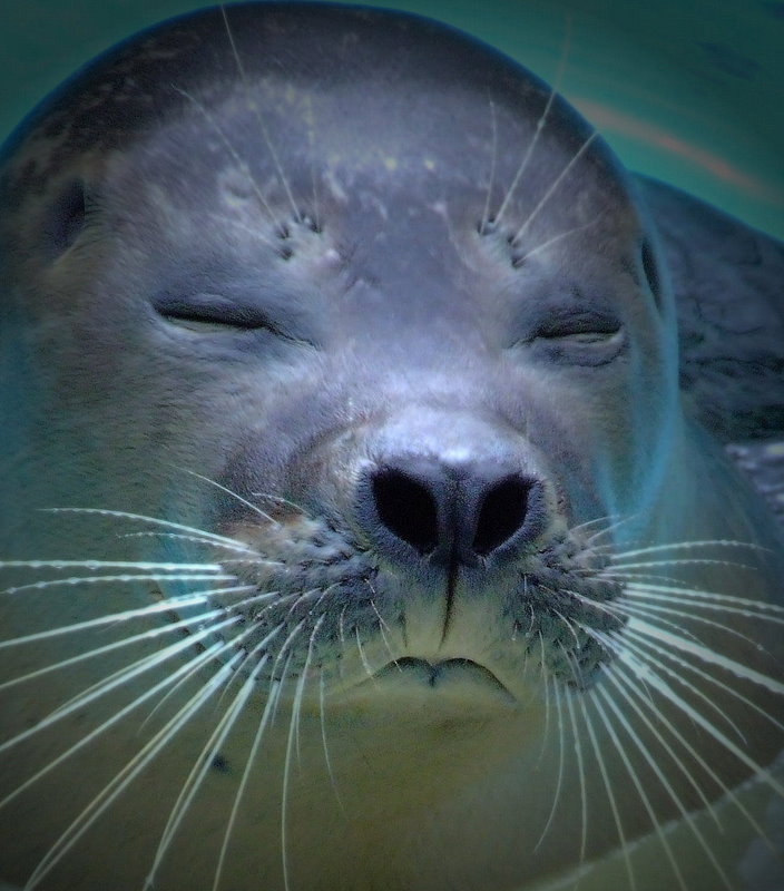 Mmh. Fantastisch. Wir haben jetzt im Tierpark Bochum
"richtiges Meerwasser"!