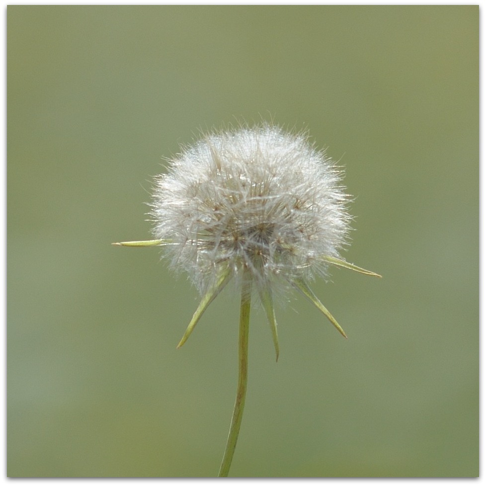 MNE 1232, 20140523
D700 Ai 300mm/f4,5