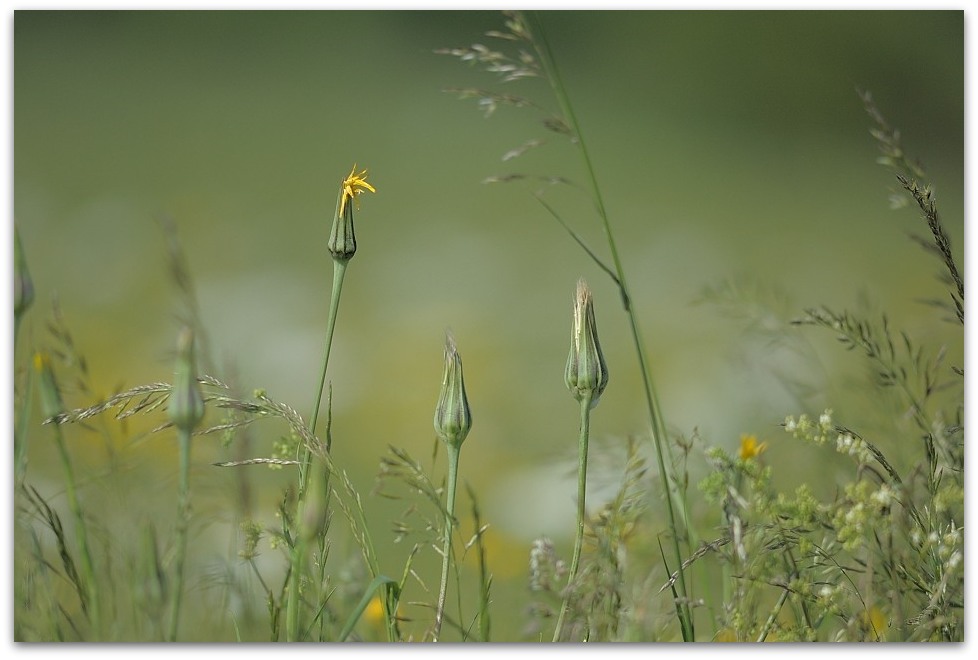 MNE 1238, 20140523
D700 Ai 300mm/f4,5