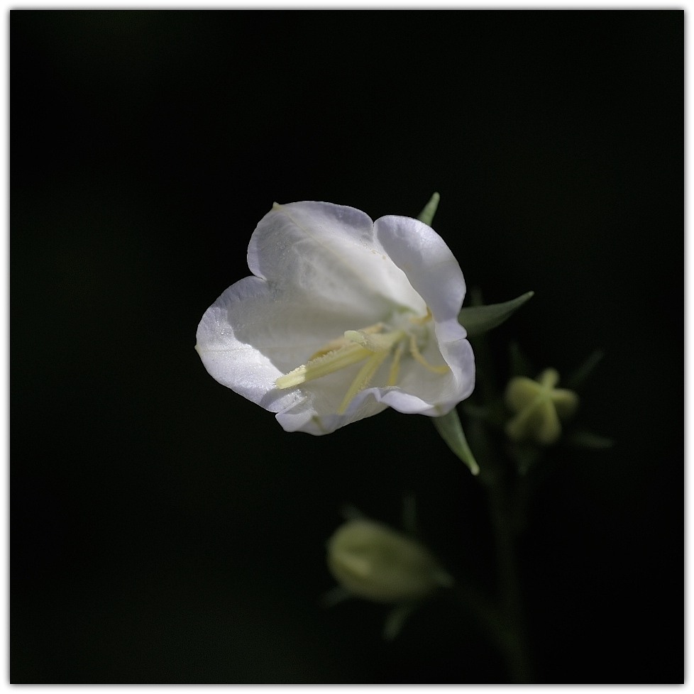 MNE 1439, 140525
D700 AF 80-200/4,5-5,6 D + Marumi Achromat +3