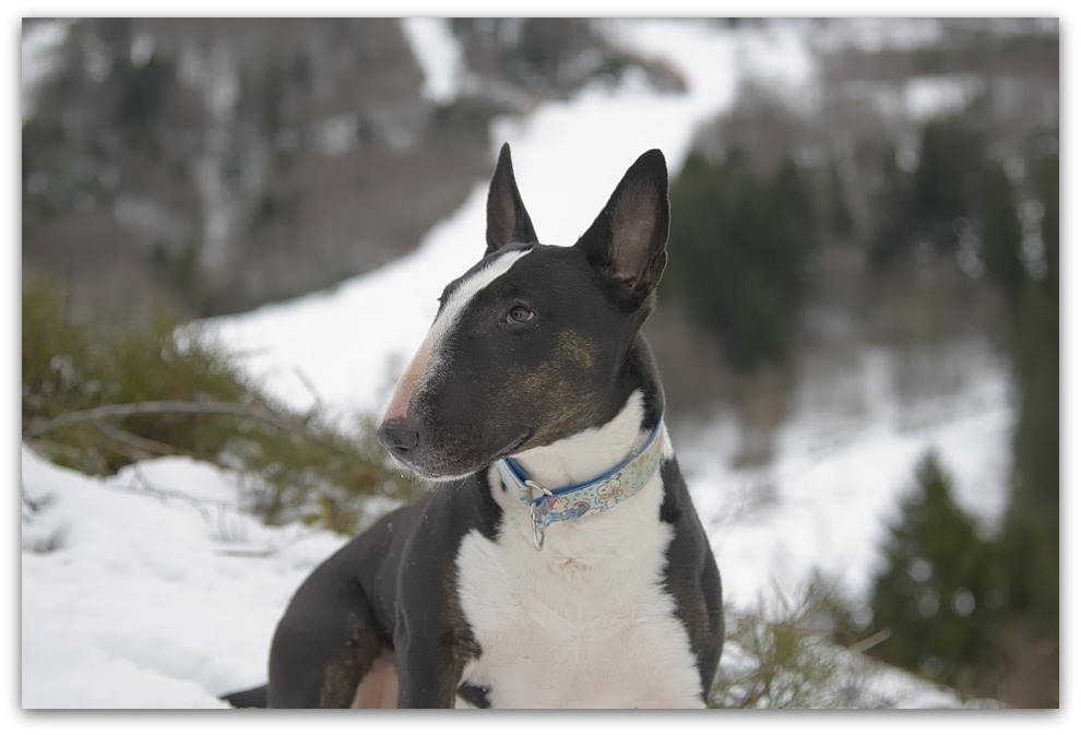 MNE 1878, 20140210
D800 24-120/4,0
Feldberg/Schwarzwald