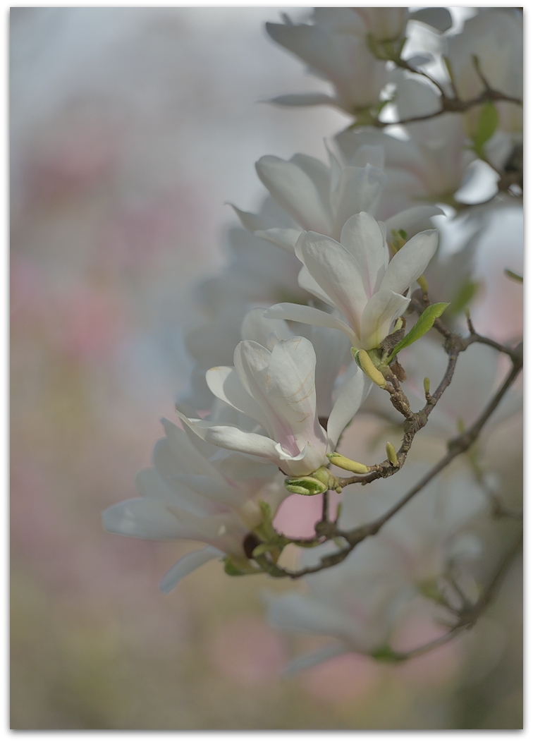 MNE 2813
D800 + 70-200/2,8 II