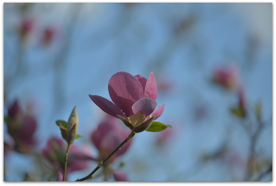 MNE 2830
D800 + 70-200/2,8 II