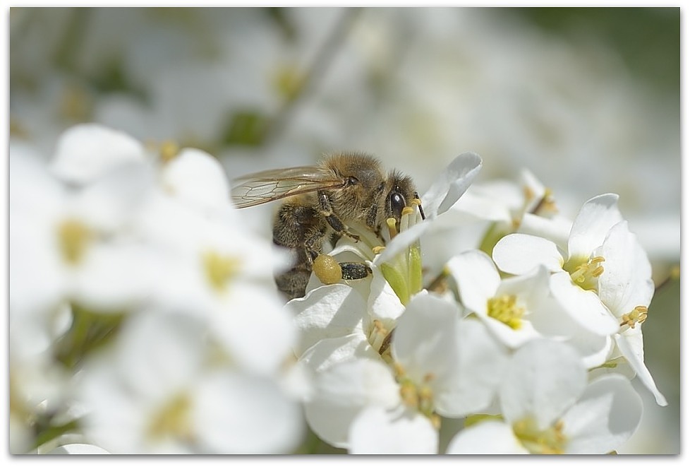 MNE 3446, 20140329
D800 Micro AF 60mm/2,8