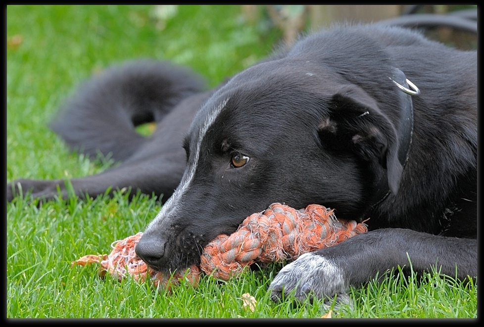 MNE 6254, Lucky, 20140930
D700 70-200/2,8