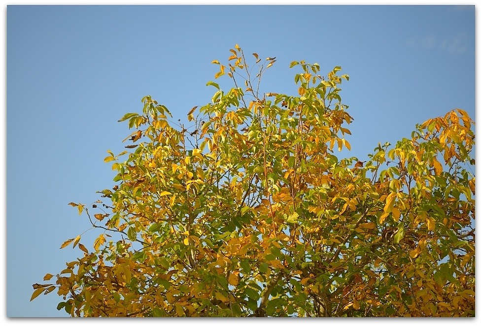 MNE 7238, 20141009
D800 Ai-S 105mm/2,5
