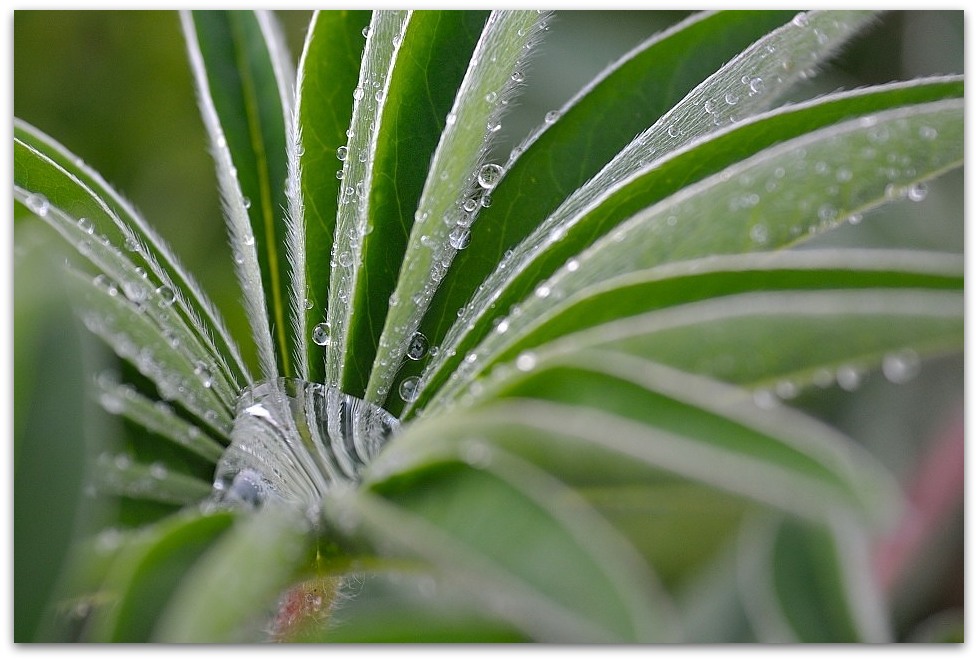 MNE 9718, 20140331
Lupine als Wasserkelch
D700 AF 80-200/4,5-5,6 D + Marumi Achromat +3