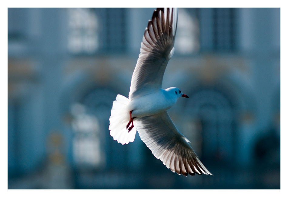 Möwe 3