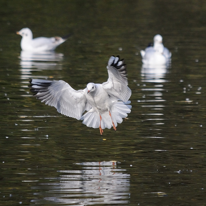 Moewe im Anflug