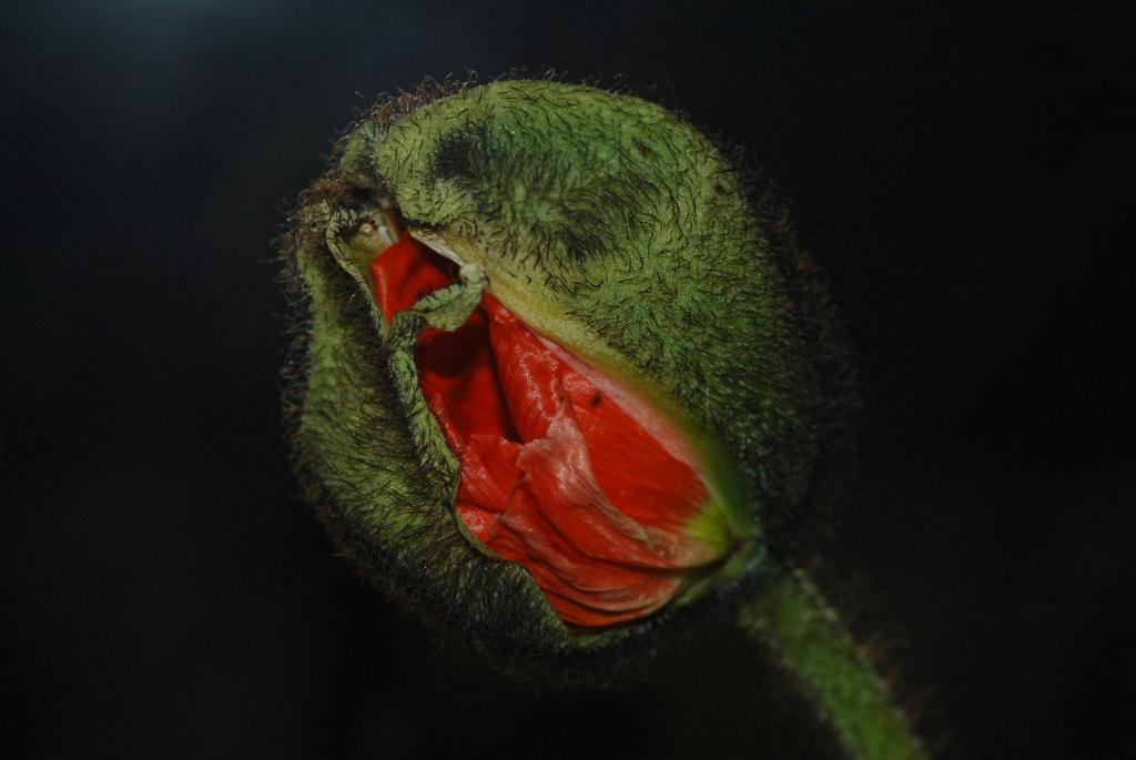 Mohn 001