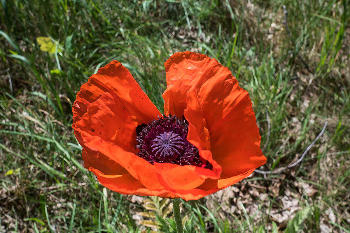 Mohn (1 von 1).jpg