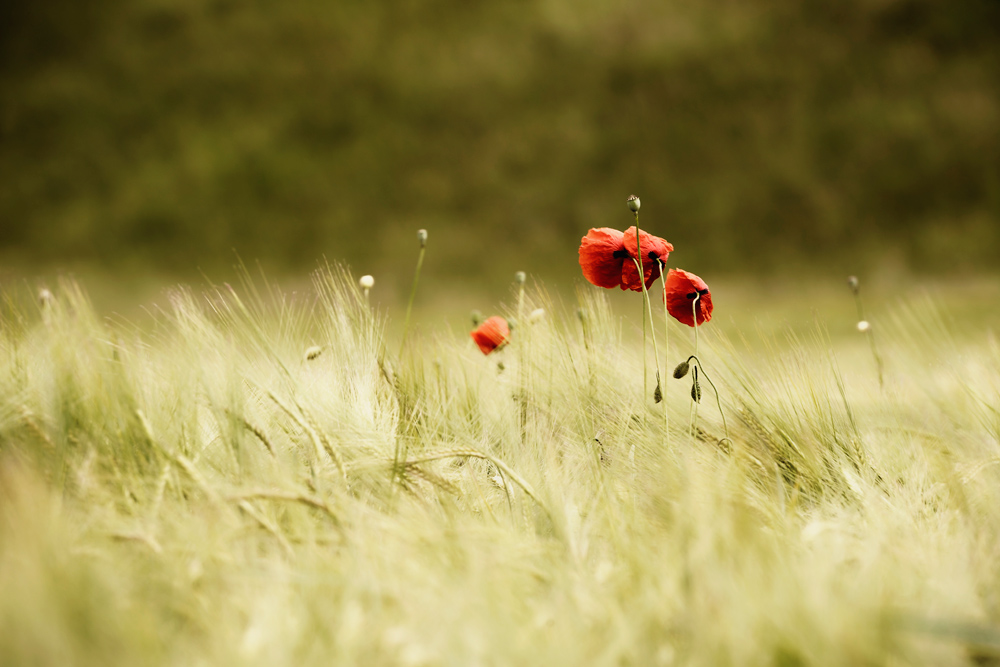 Mohn 1