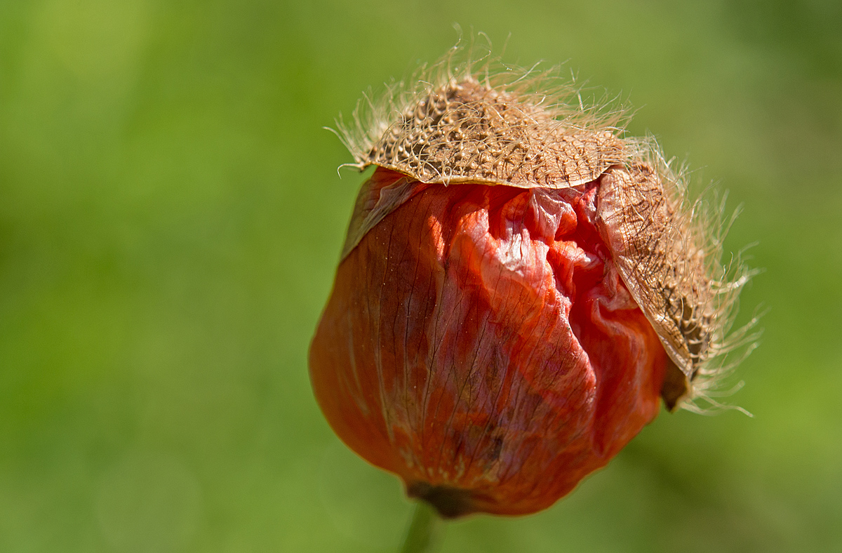 Mohn 1
