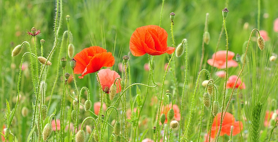 Mohn #1