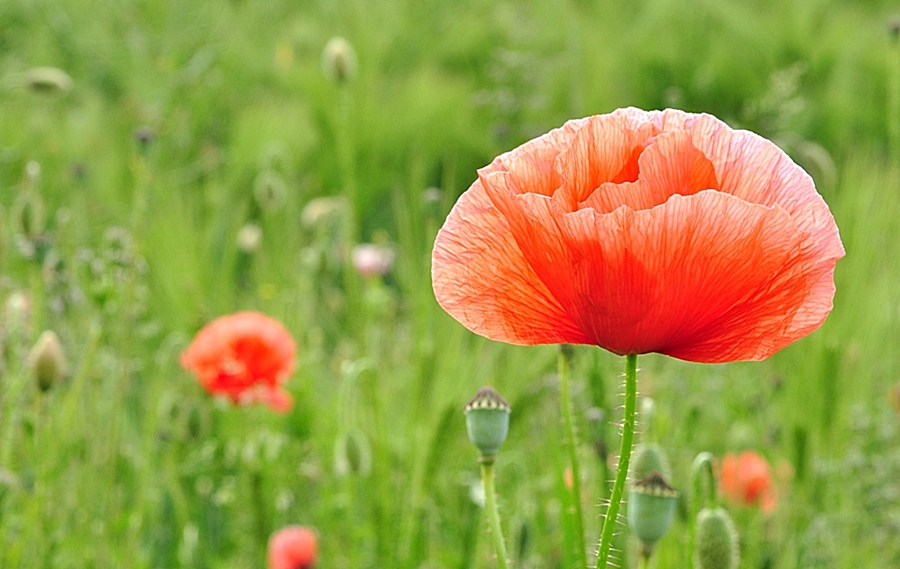 Mohn #2