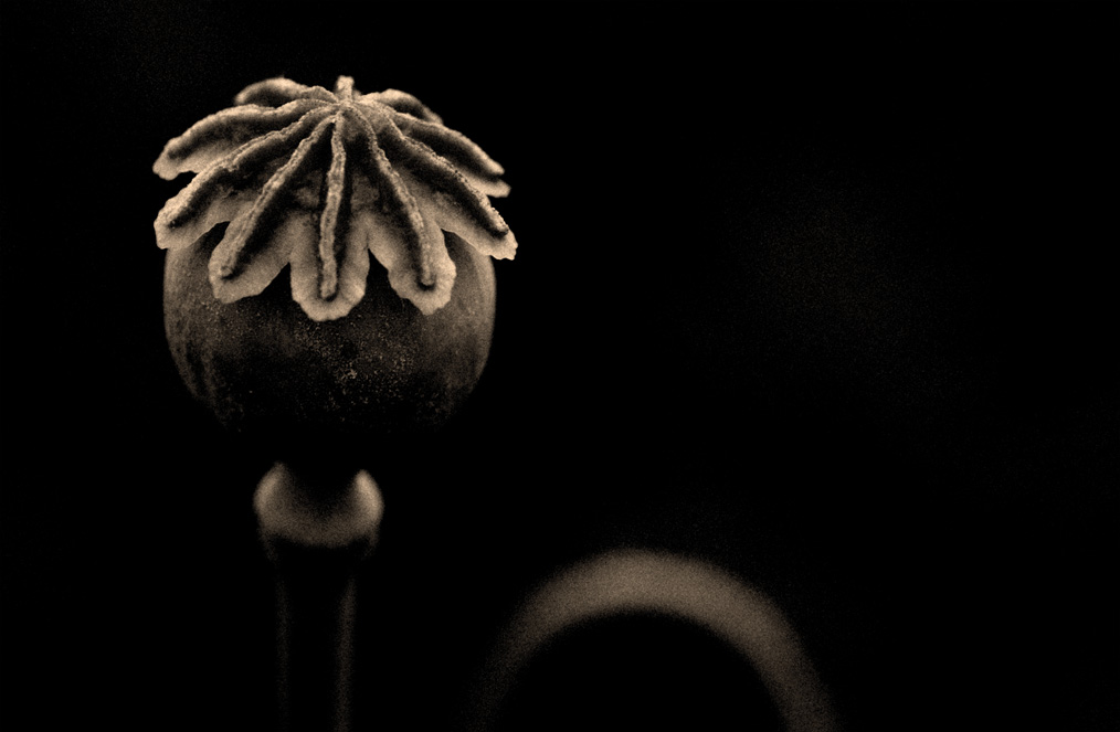 mohn 2012 bw