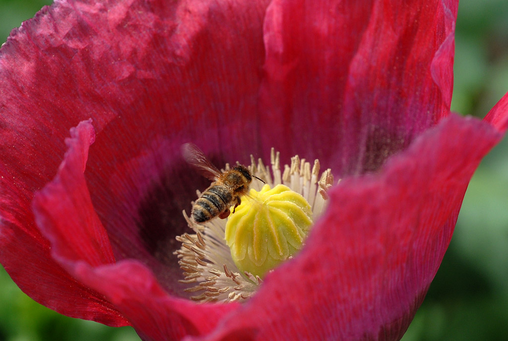 mohn 2012 kl