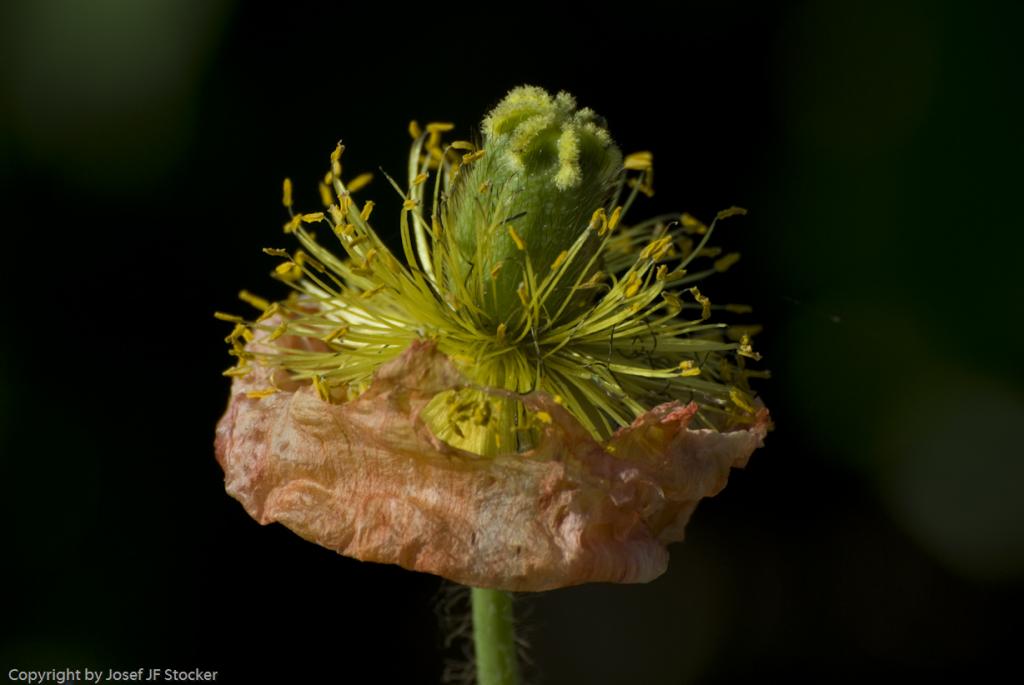 MOHN 250509  69