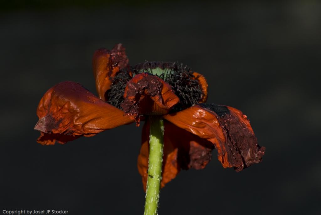 MOHN 250509  88